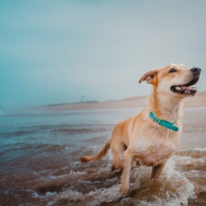ADVENTURE RANGE | ESSENTIAL COLLAR