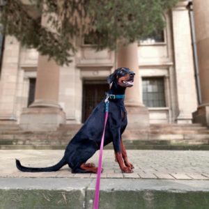 ADVENTURE RANGE | TWO TONE LEASH