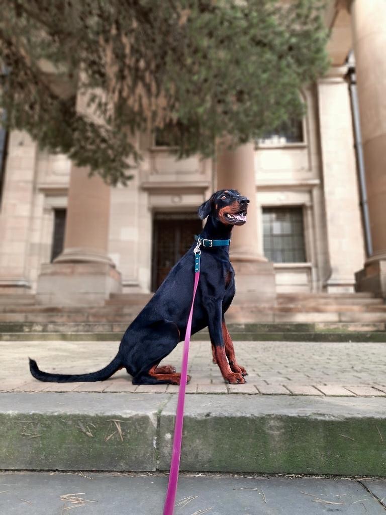 ADVENTURE RANGE | TWO TONE LEASH
