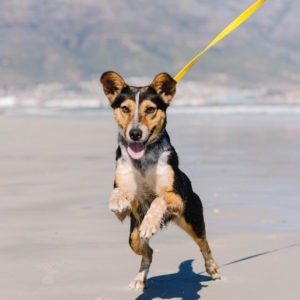 ADVENTURE RANGE | ESSENTIAL LEASH