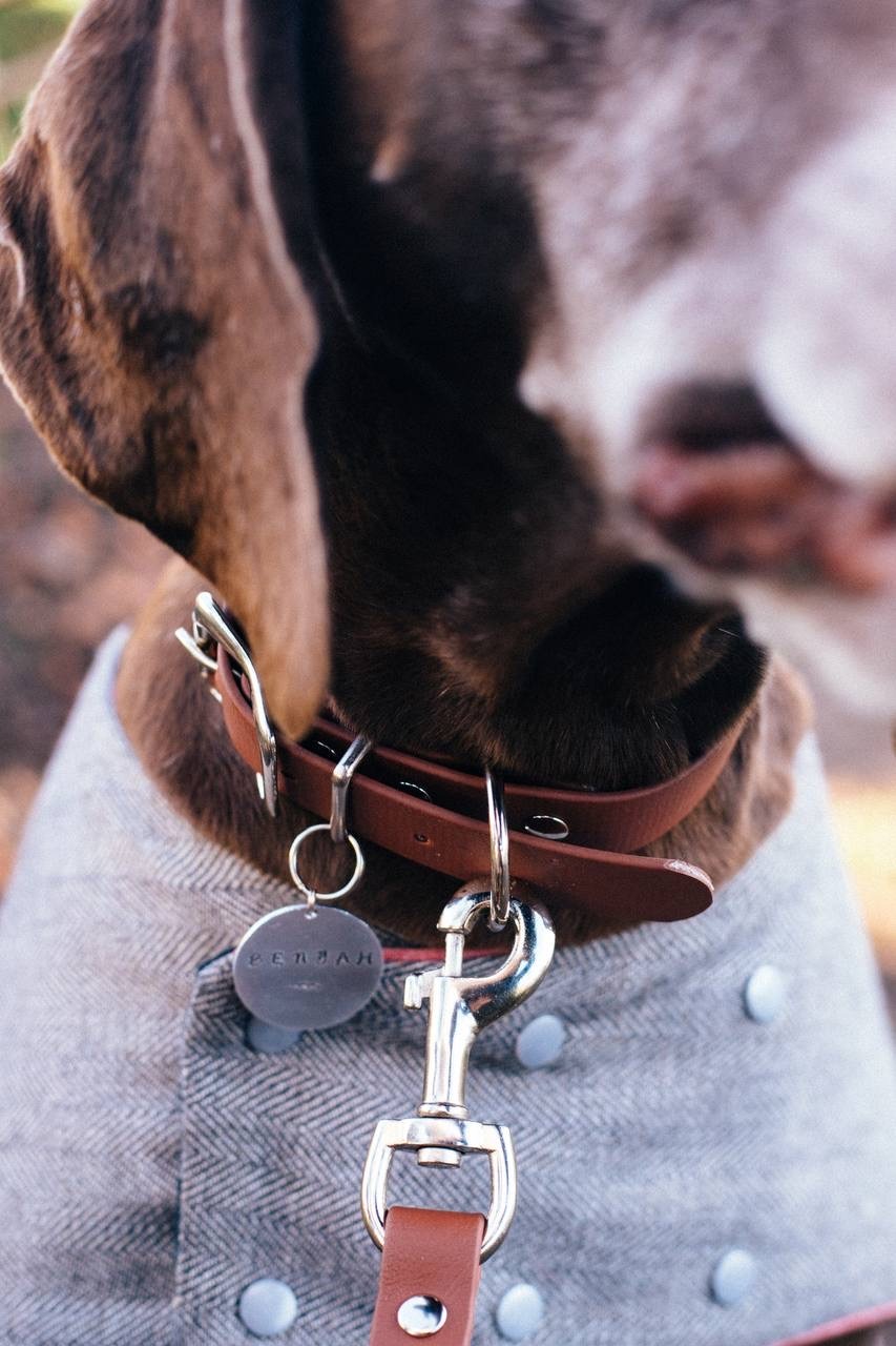 ID TAGS - Image 2