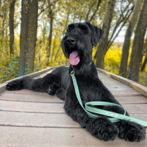 LEATHER RANGE | PREMIUM LEASH