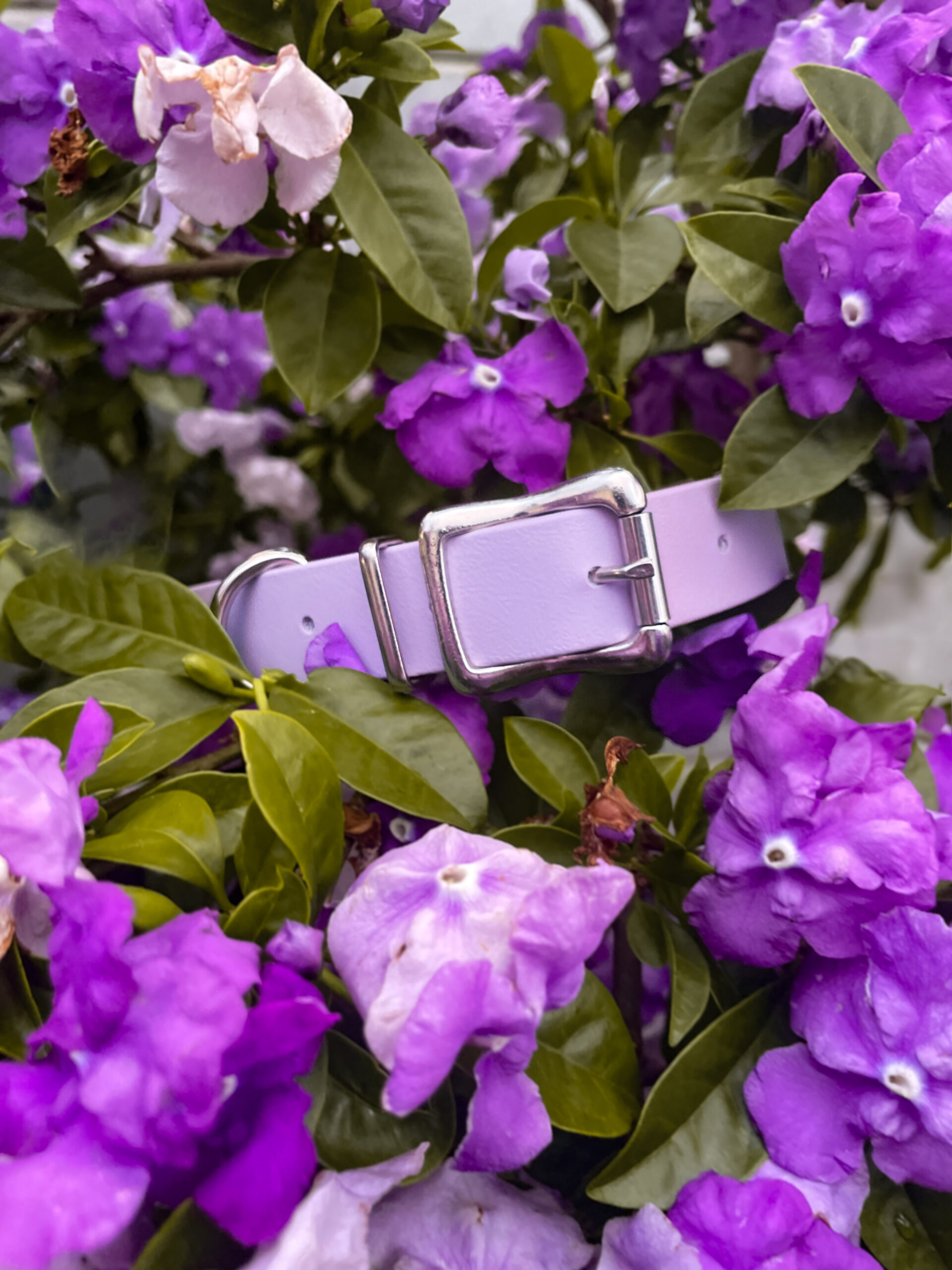 ELEMENTS COLLECTION | COLLAR - Image 5